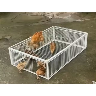 kandang ayam /perangkap ayam dan burung merpapati dan unggas lainnya.<unik bisa masuk gak bisa keluar