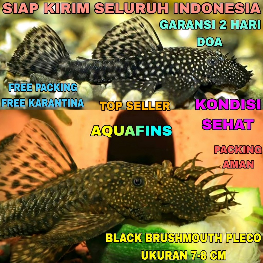 BRISTLENOSE PLECO HYPOSTOMUS CIRRHUS BLACK BRUSHMOUTH DECORTATIONS ขนาด 7-8 ซม.