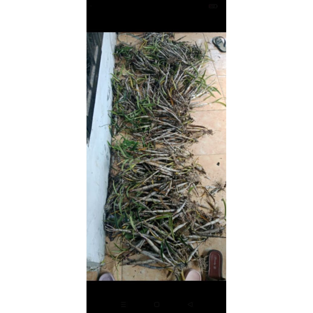 กล้วยไม้สกุลหวายcapra