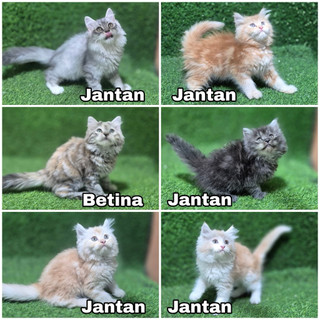 kitten Persia  anakan kucing longhair