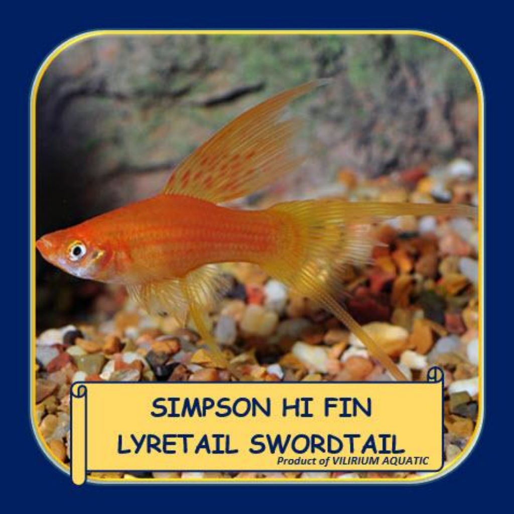 พิพิธภัณฑ์สัตว์น้ํา Platy Simson ต้องการคู่เดียว