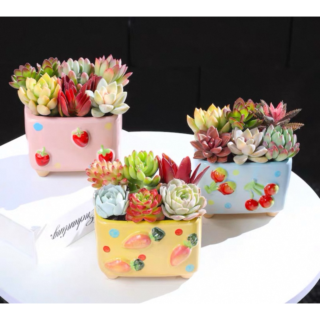 กระถางฉ่ํา / แพ็คเกจผลไม้กระบองเพชร 3D Dm 8.5cm (1)