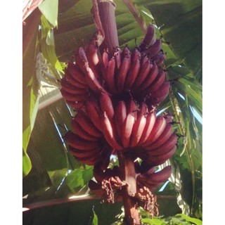 Bibit Pisang Merah Super ~ Berbuah Manis & Segar Bibit Berkualitas