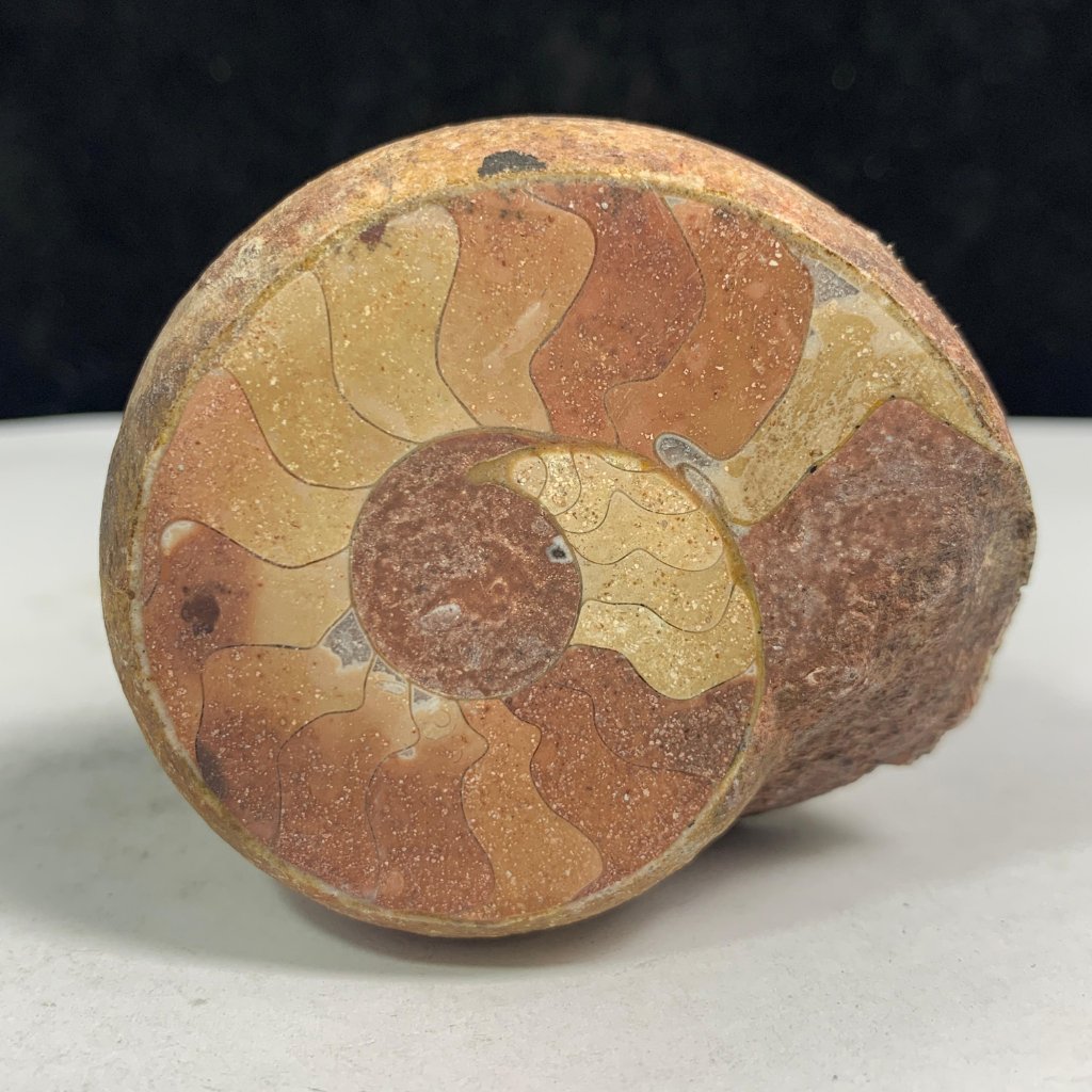 ฟอสซิลจักรพรรดิธรรมชาติ Ammonite - Ammonite บาง