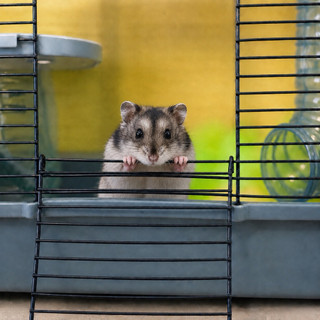 Aksesoris | Hamster Campbell Tiger Cw - Pengiriman Instan dan Same Day | Pulau Jawa Saja