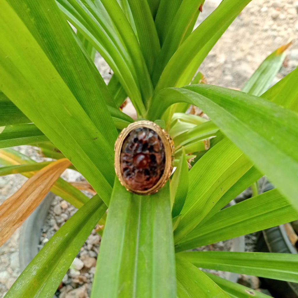 Must1ko l1p4n หินแหวน