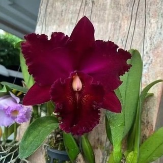 Anggrek Cattleya Subprasert Red Siap Berbunga