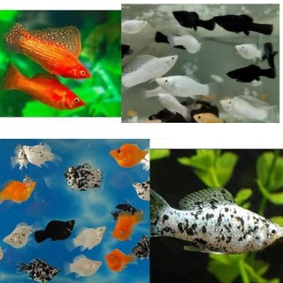 Molly Mix Dekorasi Aquarium Isi 50 Pcs – Aksesoris Hias Kolam dan Aquascape