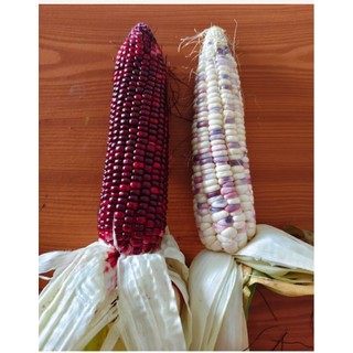 Jagung ketan Batik ungu putih rasanya manis pulen harga 1kg