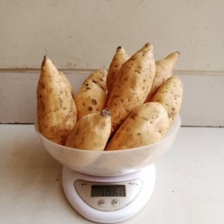 UBI MADU CILEMBU MANIS LEGIT UKURAN ARES BEUNEUR 1KG