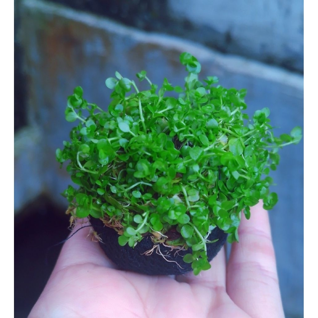 พืชตู้ปลา (monte carlo media wabi kusa) | พืช Aquascape | ของตกแต่งตู้ปลา