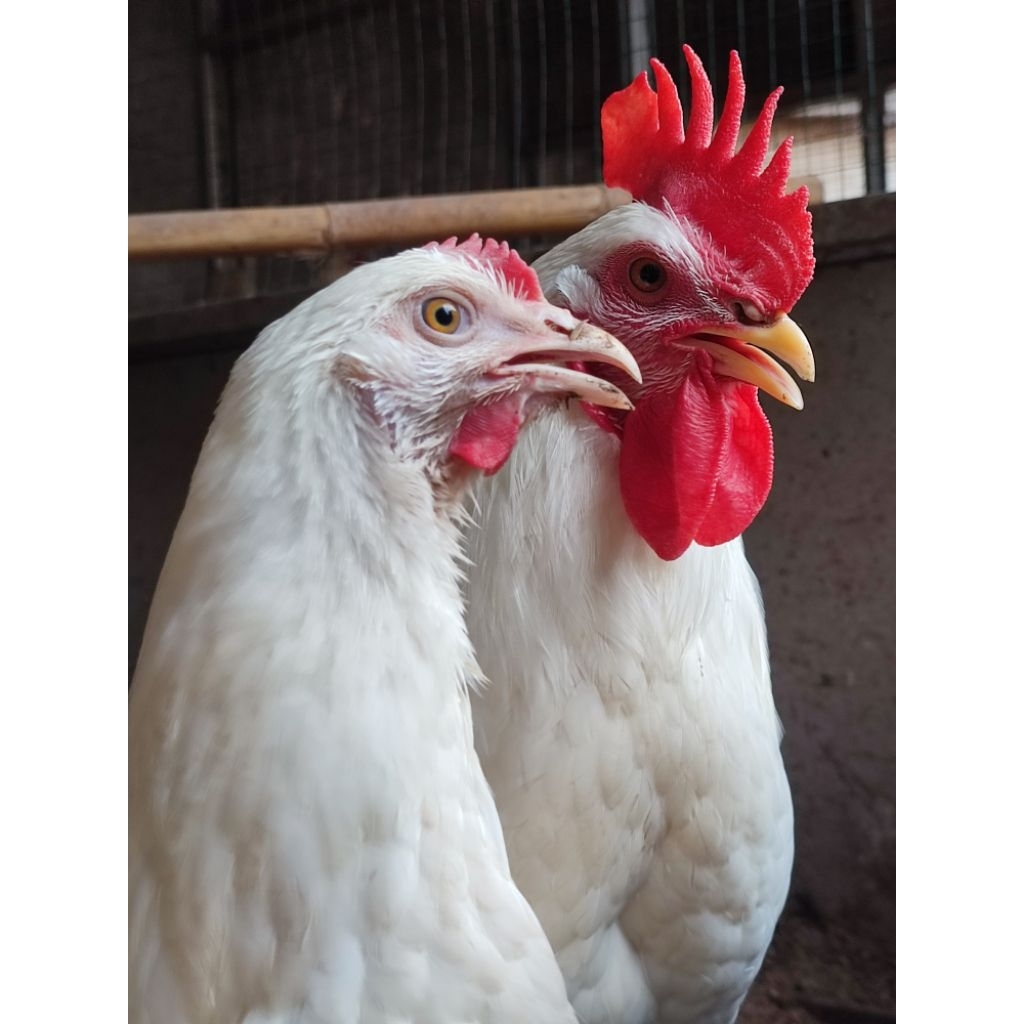 ไข่ฟักไก่ขาว Rhode Island (RIW)