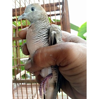 Perkutut Tuban Ecer Murah Jantan