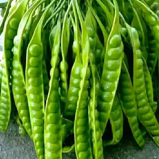 PETE SEGAR PER 1 PAPAN/LONJOR FRESH TANPA ULAT