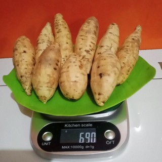 1KG.UBI MADU CILEMBU MANIS LEGITIMASI UKURAN ARES KECIL