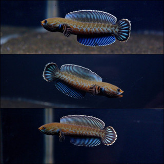 andrao gondrong 5-7cm berkualitas ( bonus pelet + cod )