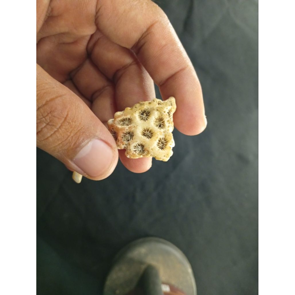 Antikan ผลการประชุมประจําปี A61