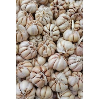 Bawang putih murah JATIM