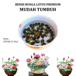 100 Biji Benih Bunga Teratai Lotus Asli – Cepat Tumbuh | Cocok untuk Kolam & Pot Air