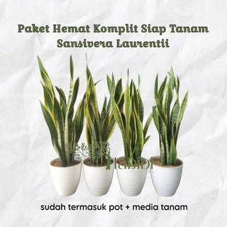 Tanaman hias sanseveiria + pot cantik + media tanam lidah mertua, sansivera rimbun isi 3-5tanaman