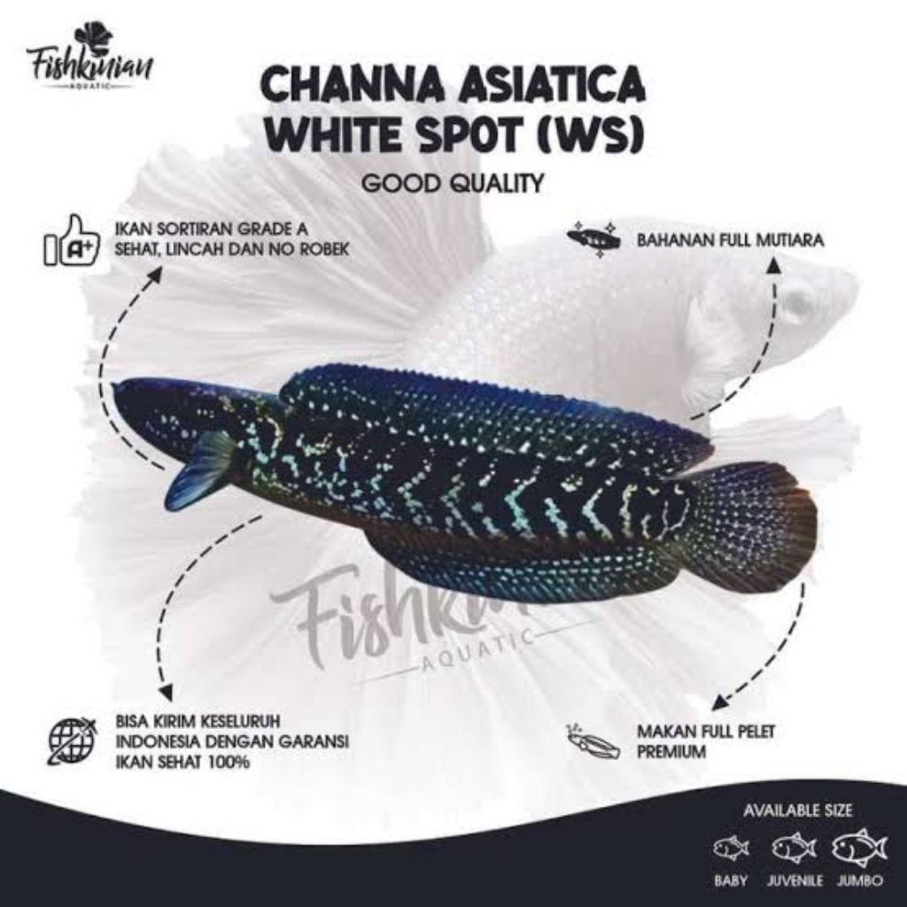 CHANA WS 3CM********