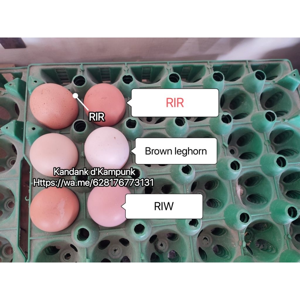 ไข่ฟักไก่แดง Rhode Island (RIR)