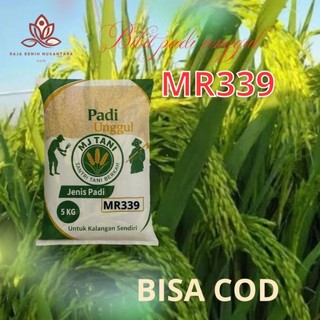 bibit padi unggul MR339 5kg