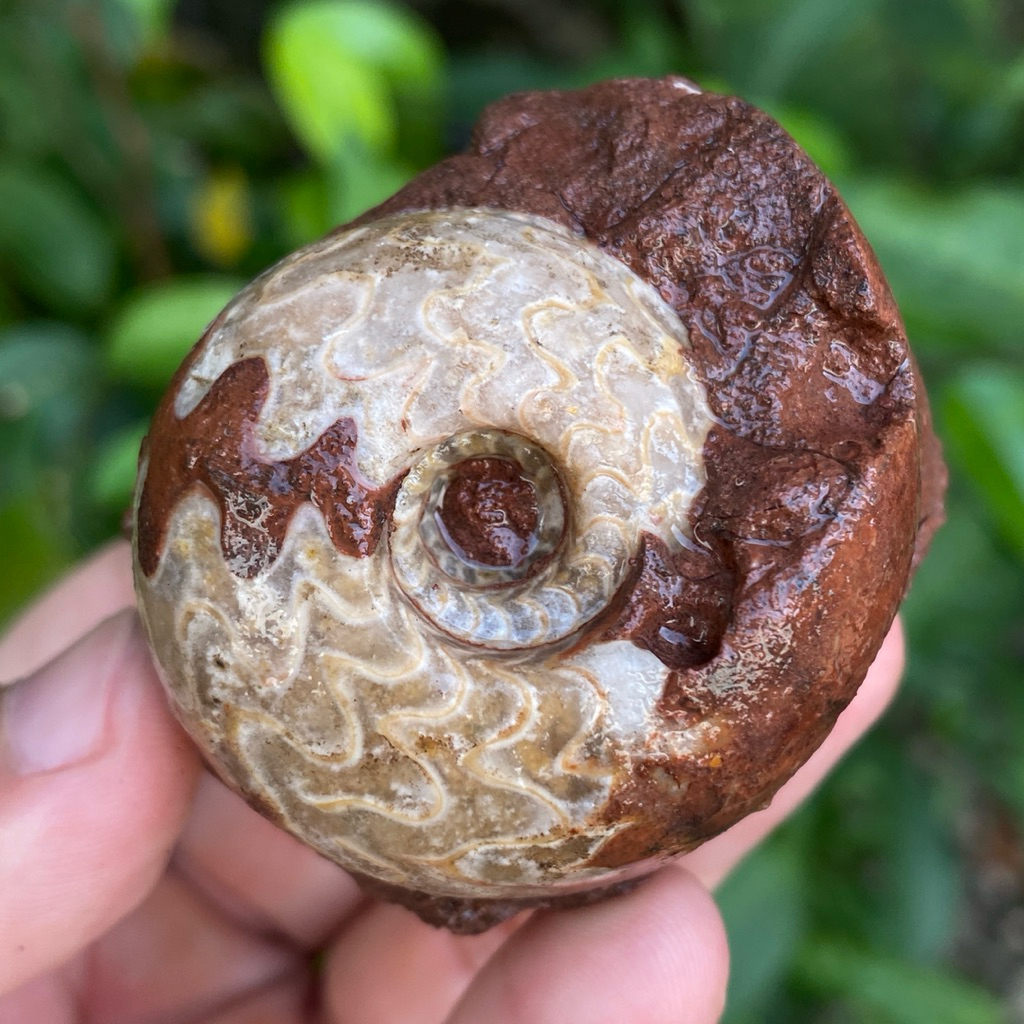 111Gr Ammonite ฟอสซิลมังกรหลากสี - Ammonite Full Suture Calcite - 3 สี