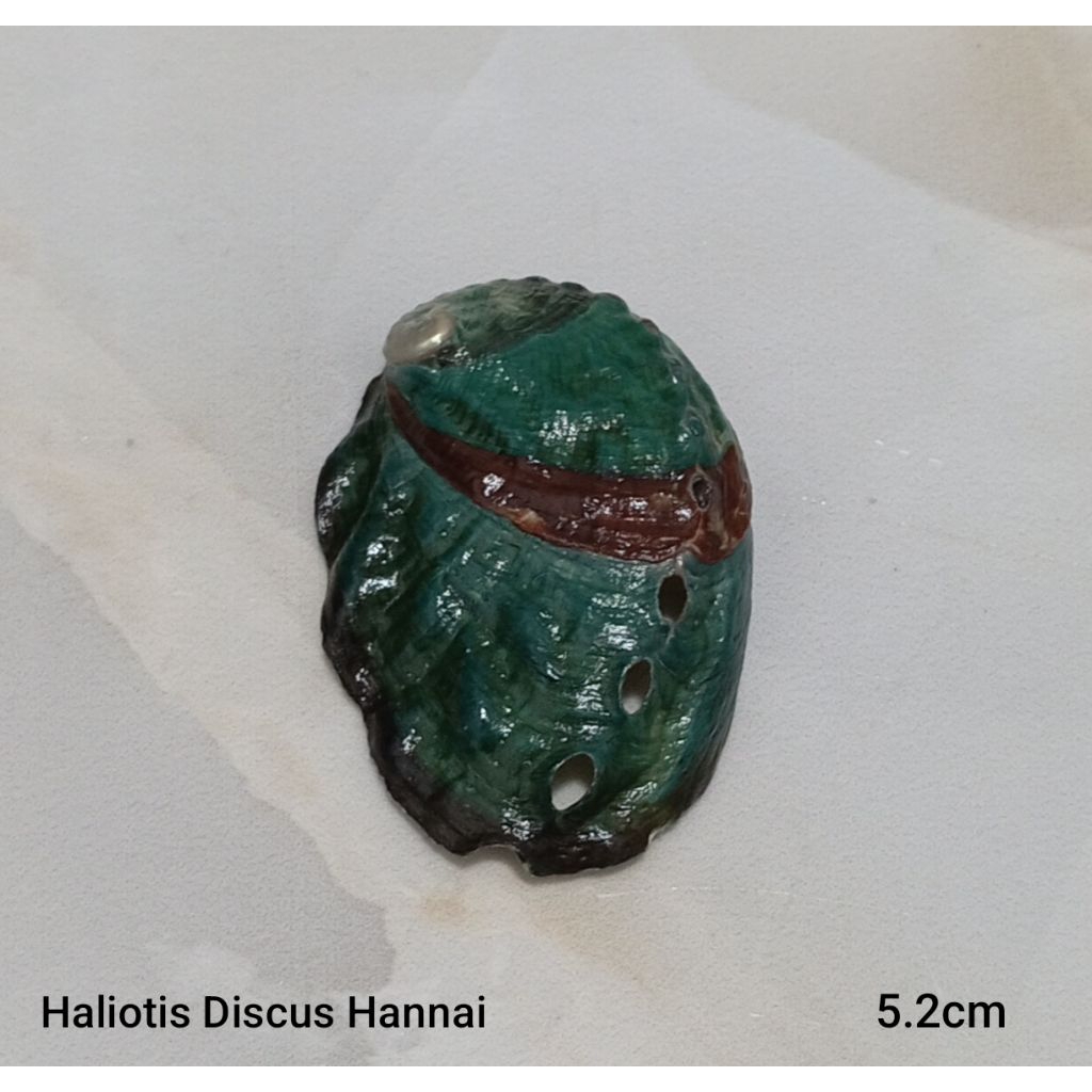 เปลือก Haliotis Discus Hannai