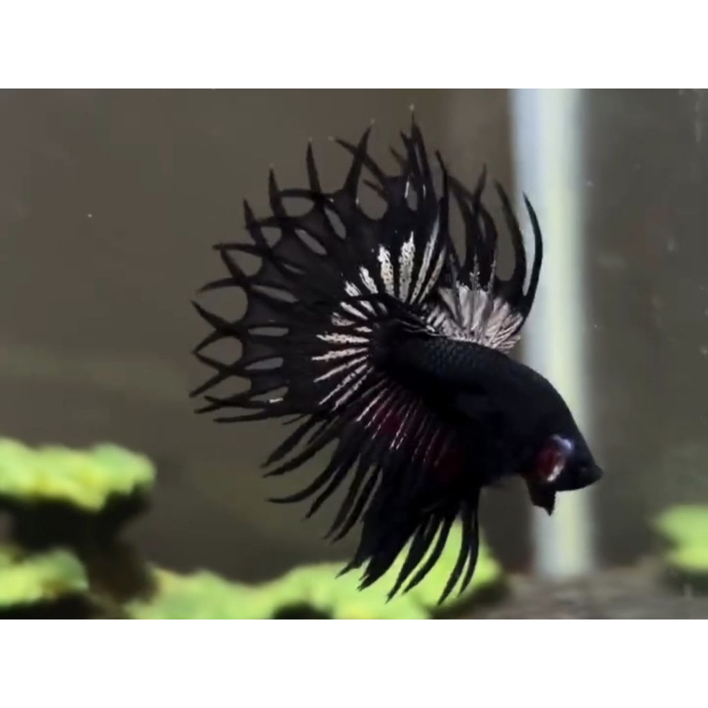 BLACK ORCHID - SERIT BLACK ORCHID