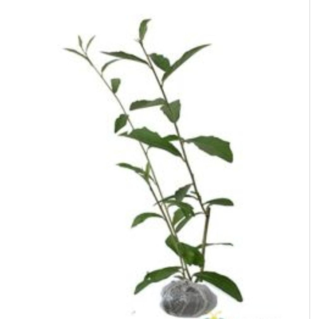 ต่อแท่ง 70 - 100cm lee kwan yew / lee kwan yu / lee kwan yew