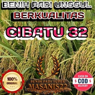 BENIH PADI UNGGUL CIBATU 32 ORIGINAL KEMASAN 1KG