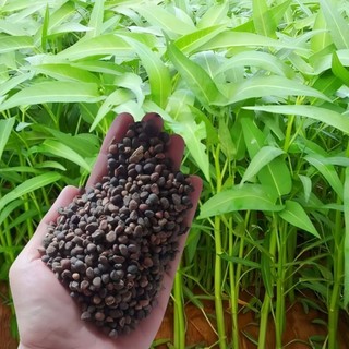 1000 Biji Benih Kangkung Super Unggul Kemasan Ecer Bibit Pilihan Berkualitas Tinggi