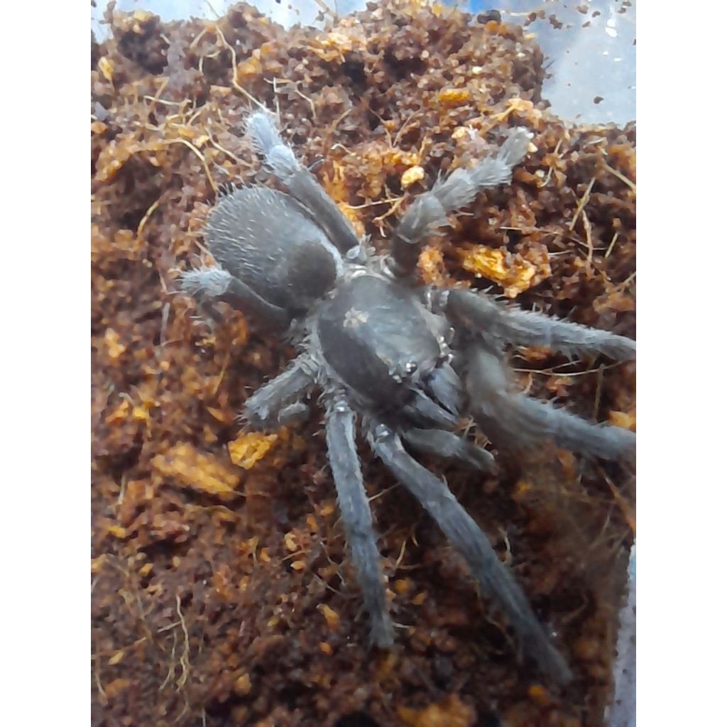 PHLOGYELLUS SP JAVA \ มินิทารันทูล่า