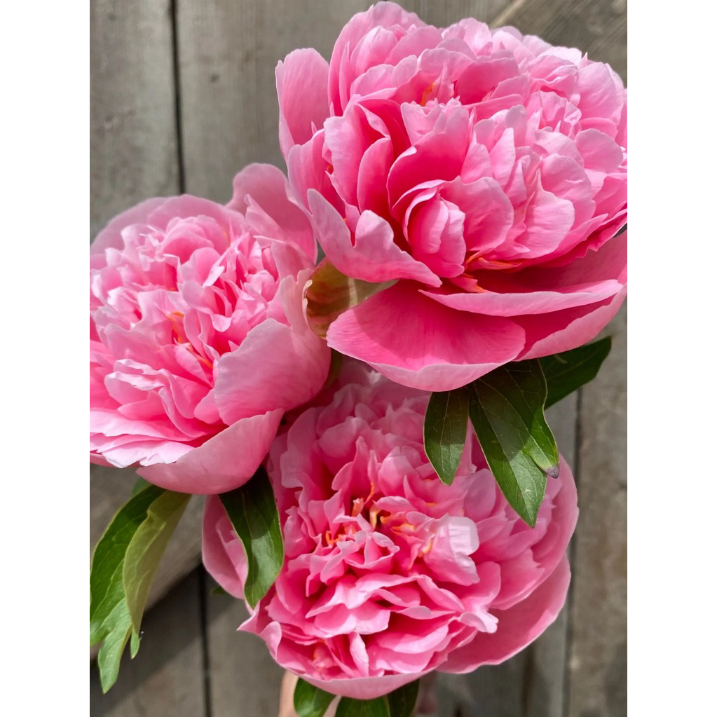 คริสตัลน้อมinal Even.