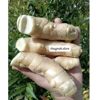 Kunyit Putih 1000 Gram Segar Fres Mengatasi Kista Kangker Maag Gula Darah Diambil Saat Orderan Masuk