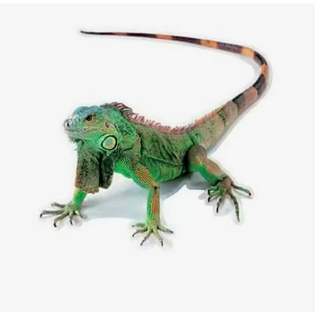 สติ๊กเกอร์ติดรถ iguana นําเข้า