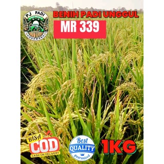 BENIH PADI UNGGUL BERKUALITAS MR 339 KEMASAN 1KG