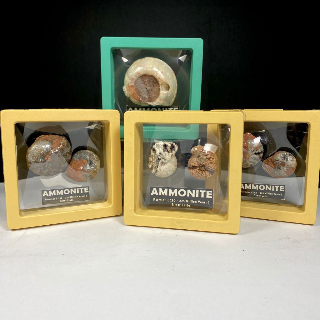 Ammonite ธรรมชาติ - Ammonite ฟอสซิลมังกรหลากสี - Ammonite Natural Full Suture Calcite - Frame Collec