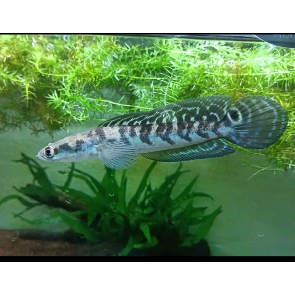 (จันทร์นา) Maru Ys Batik/Maru Yellow Sentarum