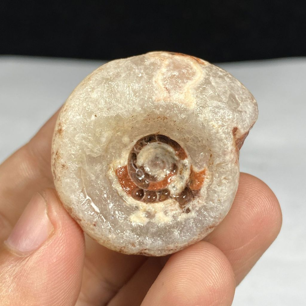 Ammonite ฟอสซิลมังกรหลากสี - Ammonite Natural Full Suture Calcite