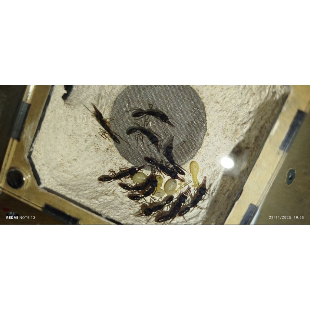 RATU Harpegnatos ventator มดกระโดด ลําไส้ใหญ่ นางพญา ant pat kolooni queen