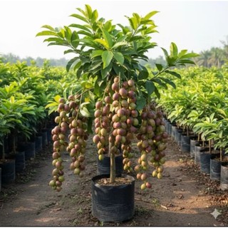 bibit matoa unggul cepat berbuah