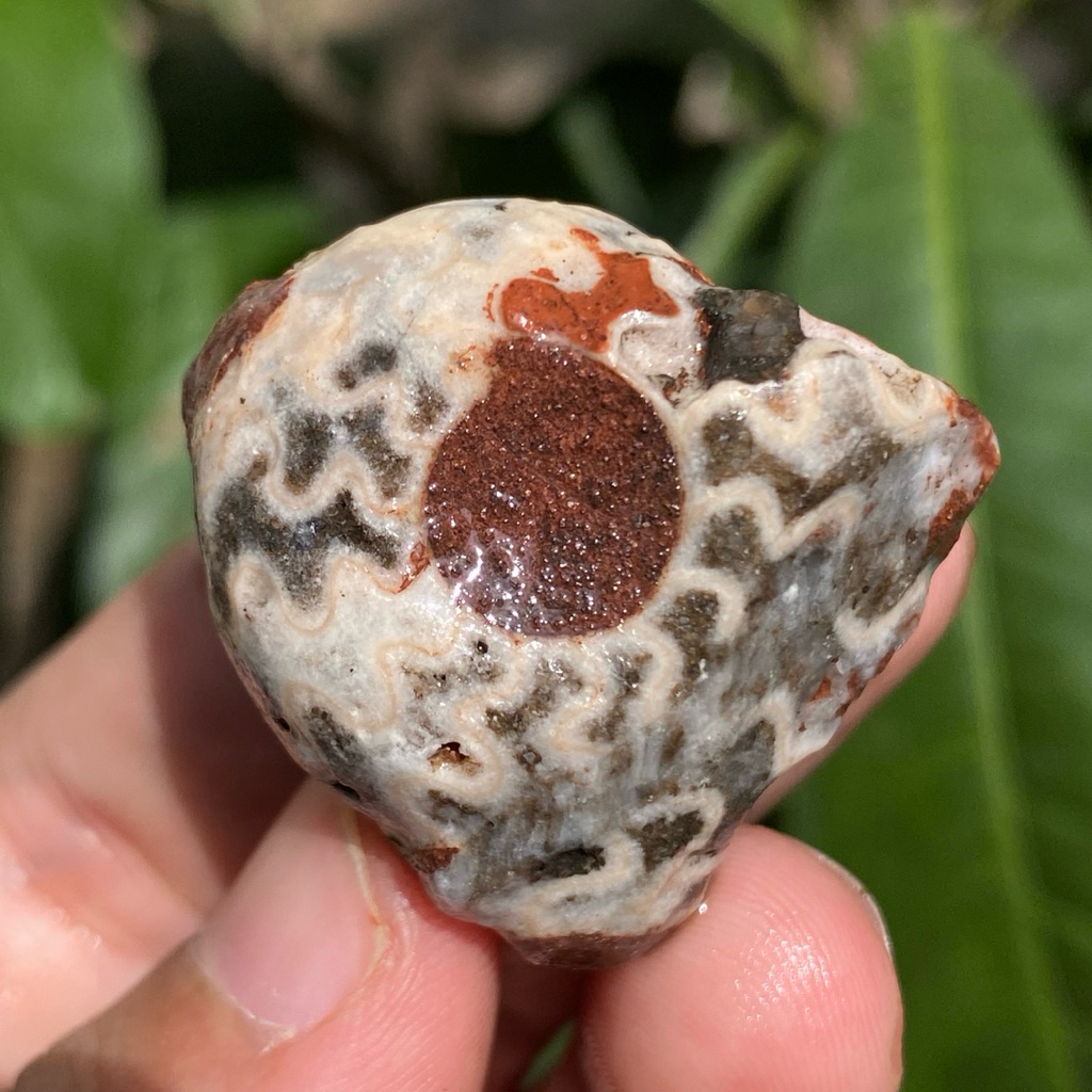 18Gr Ammonite ฟอสซิลมังกรหลากสี - Ammonite Full Suture Calcite - 3 สี