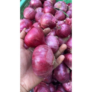 Bawang Merah Paking/Bawang india Fresh 1kg