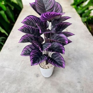 keladi ungu ubi artificial daun palsu (sudah dengan pot)