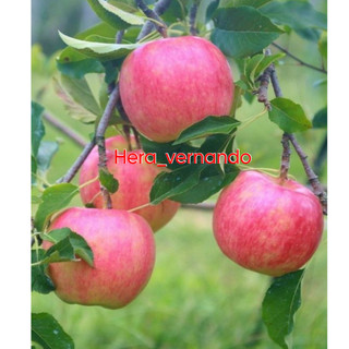 Bibit Apel Fuji Merah Cangkok Cepat Berbuah Super