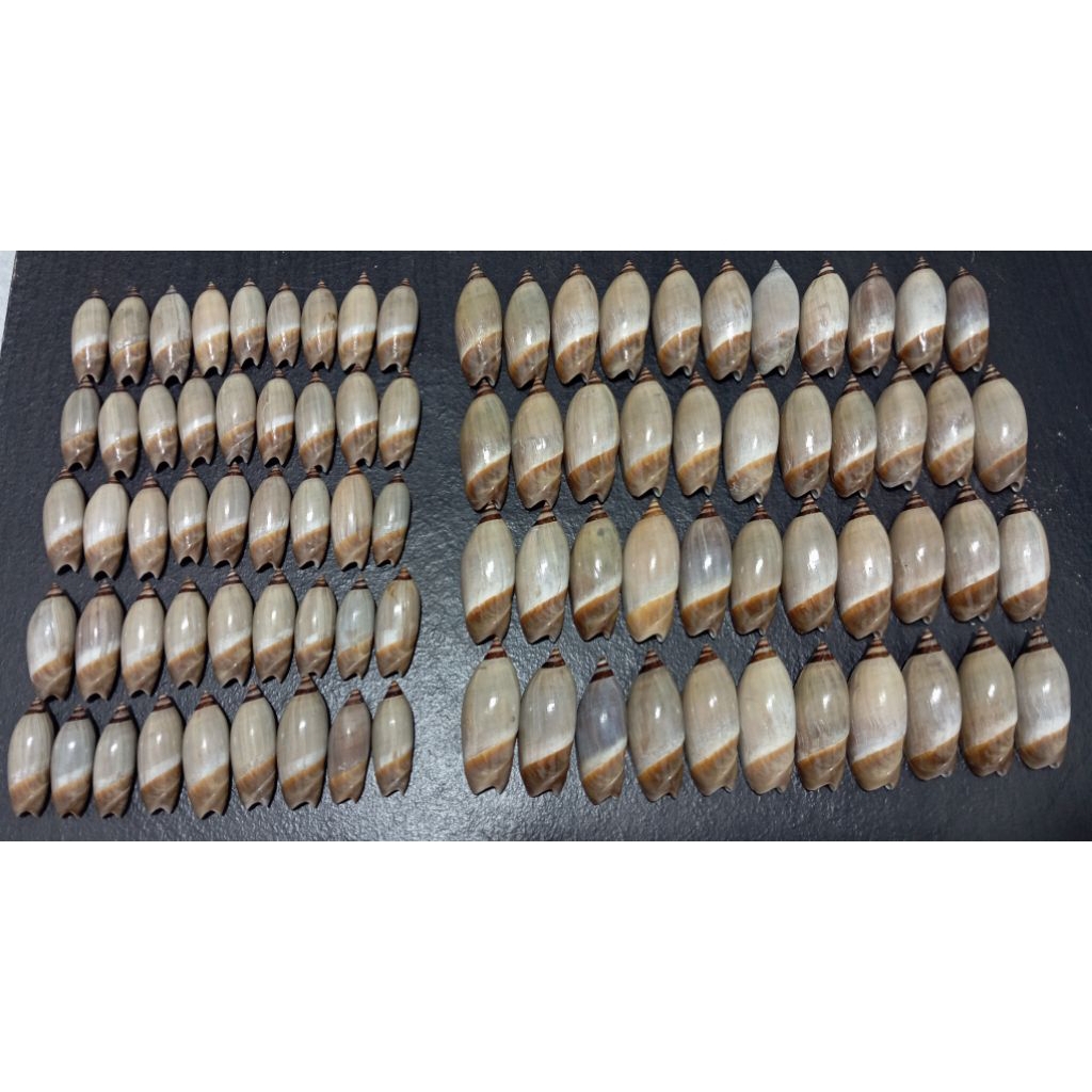 เปลือก Toonia John Kochi 1 ชิ้น