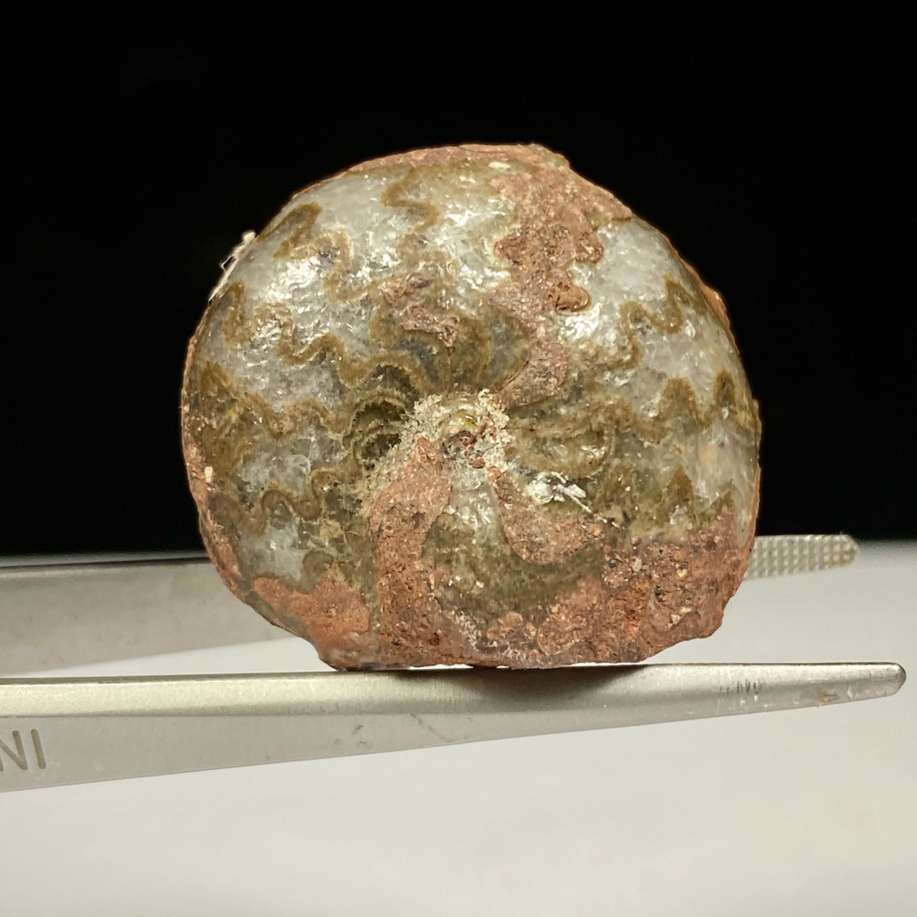 14Gr F osil Ammonite - Natural Ammonite Full Suture