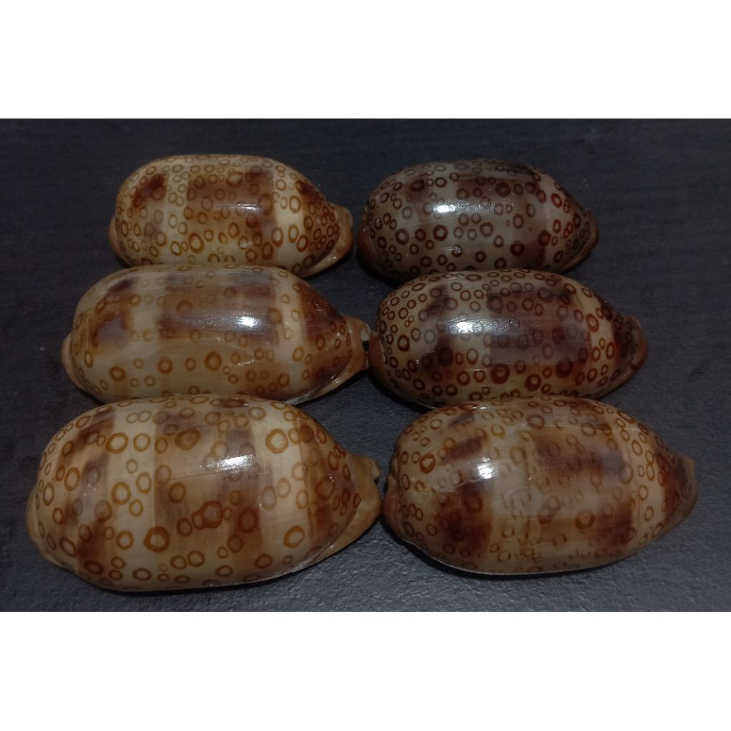 เปลือกสะสม Cypraea Argus